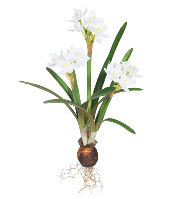 07210.WW (53) - Paperwhite W/ Bulb Two-Tone