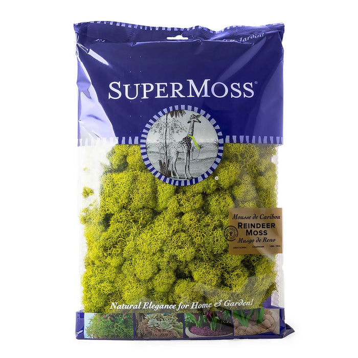 21669 (40017) - Reindeer Moss Preserve 1Lb Chartreuse