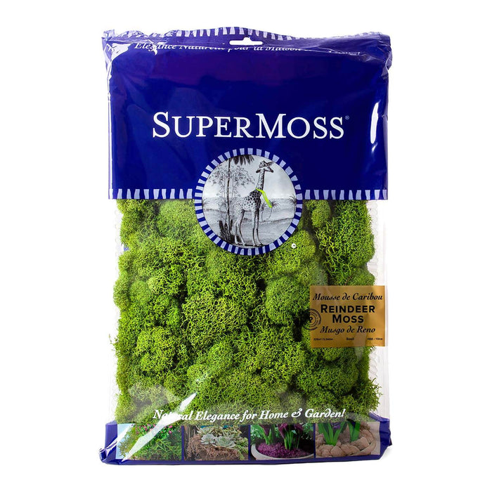 23082 (40016) - Reindeer Moss Preserve 1Lb Basil