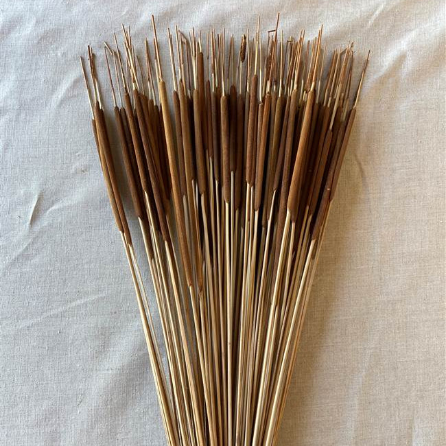 30103801 (20410) - Cattails Pencil Dark Brown