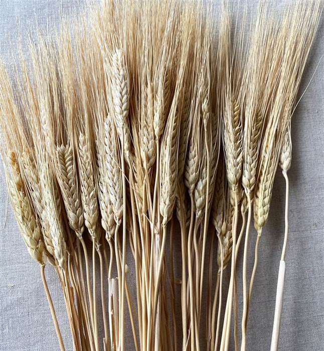 30110901 (18966) - Triticum Wheat Natural 8oz Bunch