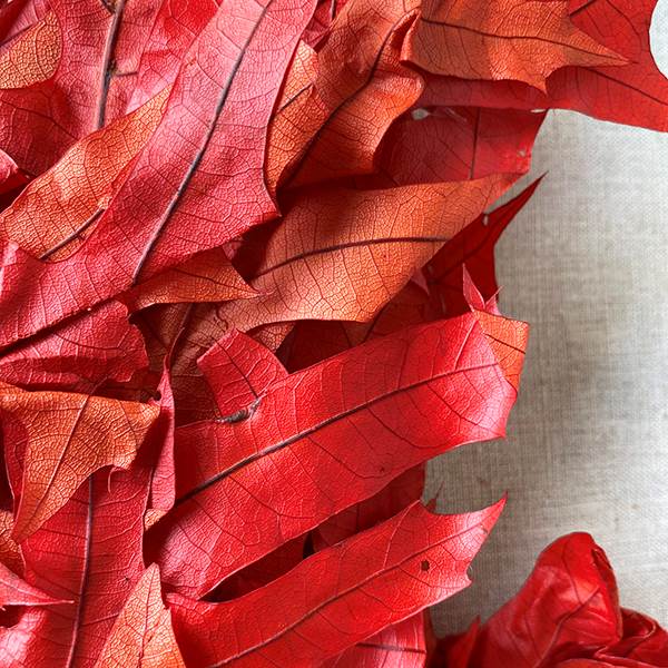 31110842 (25349) - Transparent Oak Persimmon 1Lb