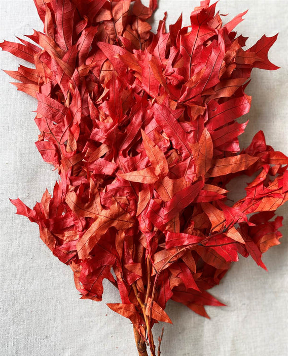 31110842 (25349) - Transparent Oak Persimmon 1Lb