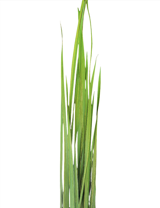 31704620 (25345) - Sabel Palm 32"-40" Green