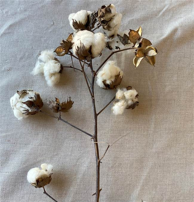 32204301 (20680) - Cotton Stalk 24"-30"