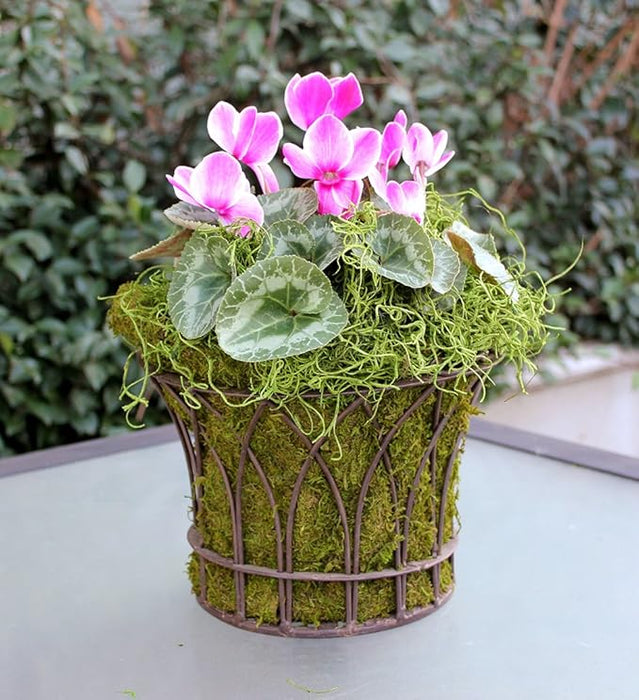 26927 (10484) - Spanish Moss, Grass 3Lb