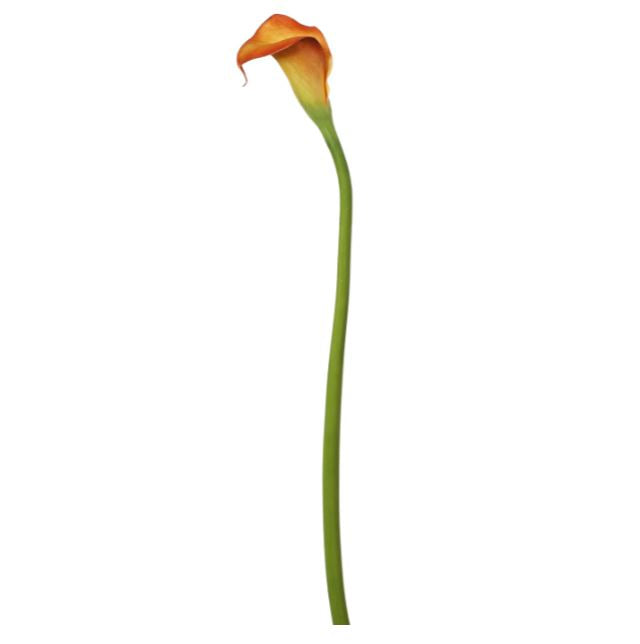 95173.BO (31358) - Calla Lily 29.5" Burnt Orange