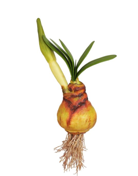 95400.GRBR (30509) - Amaryllis Bulb W/Bud Lvs 19.5"