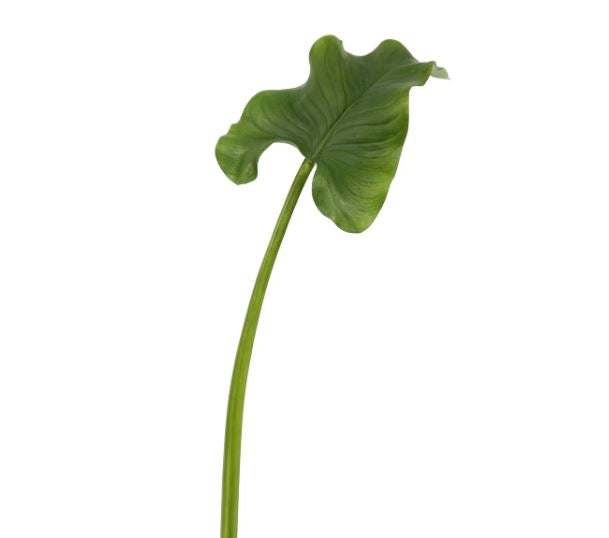 95630.GR (30506) - Calla Leaf 35.5" Green