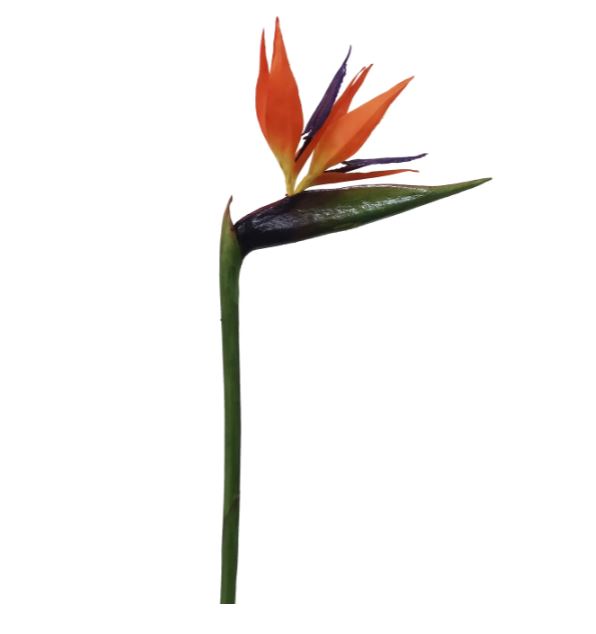 95875.OD (32111) - Bird Of Paradise 33.5" Orange Red