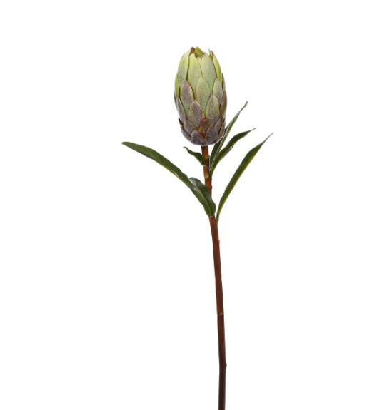 95912.GR (30491) - Protea Stem 24" Green