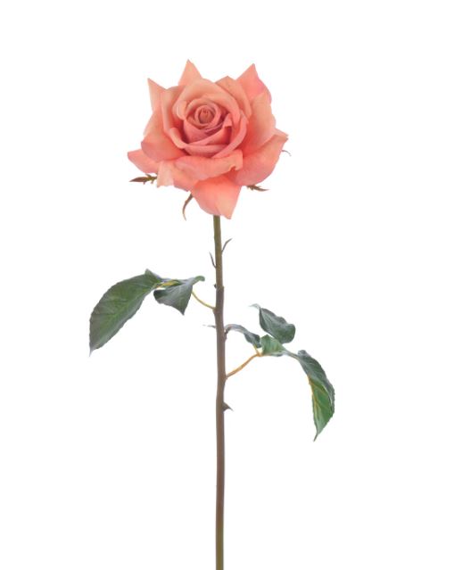 96510NT.DSM (30497) - Rose Duchess Open 20"