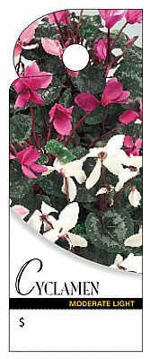 BB2352 (12595) - Care Tag Cyclamen Swirl 100/Pk