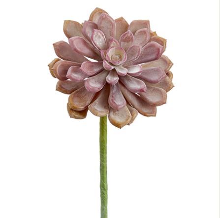 CA2195-CO/TT (29219) - Soft Touch Baby Aeonium 6"