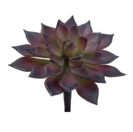 CE9576-BU/GR (15209) - Mini Echeveria Cactus 4.75" Burgundy