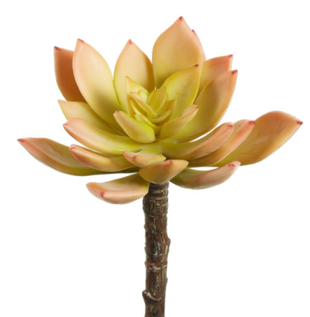 CKE067-GR/PE (11339) - Echeveria Pick 5" Green Peach