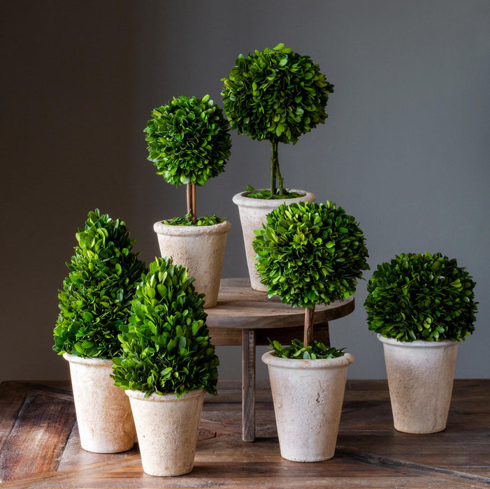 EBD80076 (19018) - Preserved Boxwood Topiary