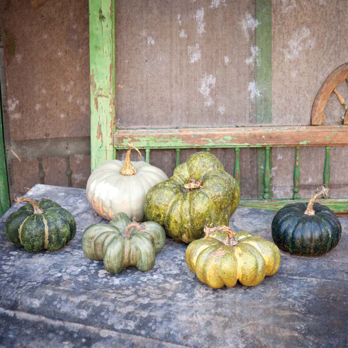 FBY80997+++ (26663) - Heirloom Pumpkin Large Green