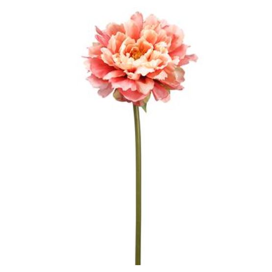 FSP501-CO (31459) - Peony Spray Co 19"