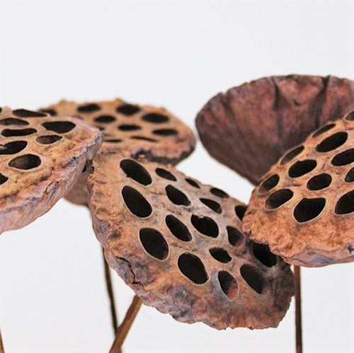 142045-01 (28392) - Lotus Pods On Pick 10/Bag