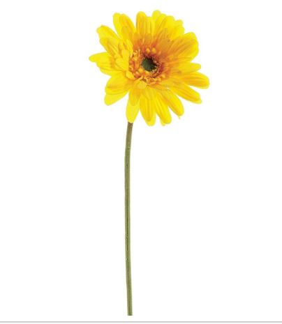 GTD572-YE (00173) - Gerbera Daisy Spray Medium 21.5" Yellow