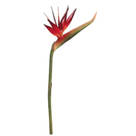 HSB139-BC/TT (31390) - Bird Of Paradise Spray Bc 39"
