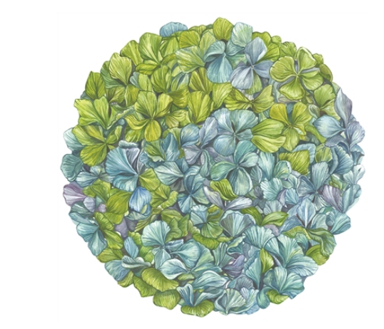 KP1316 (13) - Placemat Die Cut Hydrangea 12 Sheet