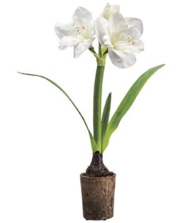 LFA041-WH (30629) - Amaryllis W/Bulb In Cont 22" Wh