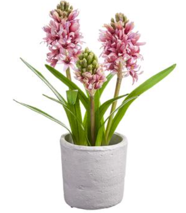 LFH056-PK (28153) - Hyacinth In Mgo Pot 16"