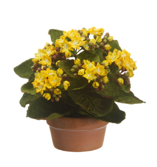 LFK382-YE (19536) - Kalanchoe In Tc Pot 8" Yellow