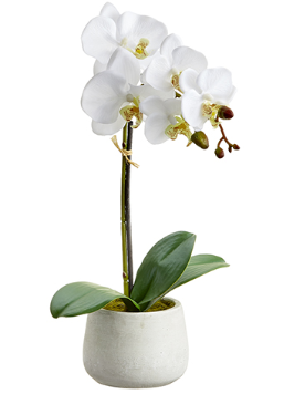 LFO001-WH (27106) - Phalaenopsis Plant 16" Wh