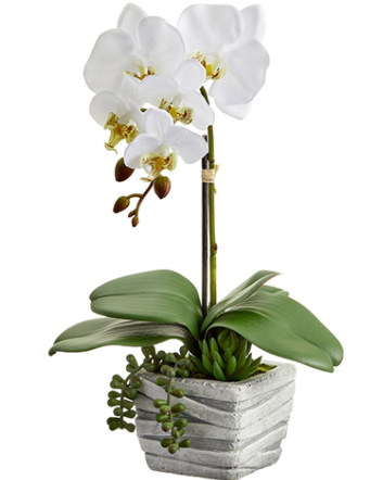 LFO004-WH (25858) - Phalaen/Succu In Pot Wh 16"