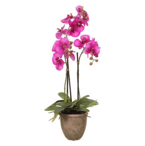 LFO016-OC (32149) - Phalaenopsis Plant In Pot Orchid 27"
Flower