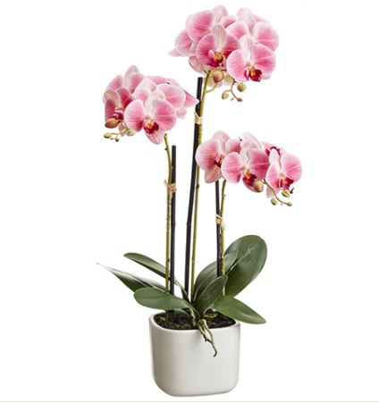 LFO024-PK/TT (25862) - Phalenopsis Plnt X3 25"