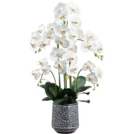 LFO620-CR/GR (29138) - Phalaenopsis Plant Cr/Gr 37"