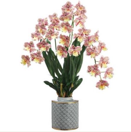 LFO624-BB/YE (29137) - Odontoglossom Plant Bb/Ye 34"