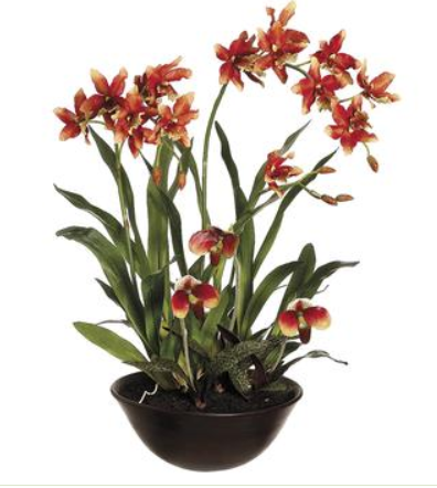 LFO798-RU/GR (26294) - Oncid/Lady's Slipper 28" Ru/Gr