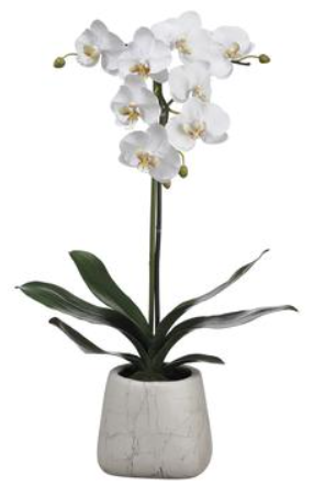 LHO231-WH (25864) - Phalaenopsis Plnt In Pot 30"