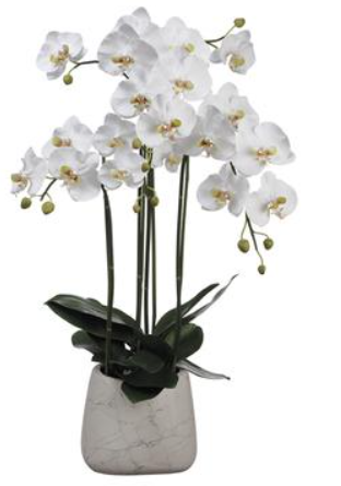 LHO232-WH (28159) - Phalaenopsis Plant In Pot 35"
