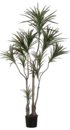 LPD516-GR/BU (29877) - 6' Dracena Marg. Tree