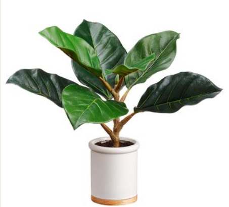 LPF101-GR (28007) - King Ficus Plant Ceramic Pot 12"