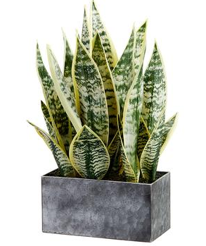 LPS086-VG (27105) - Sansevieria In Metal Pot 17" Vg