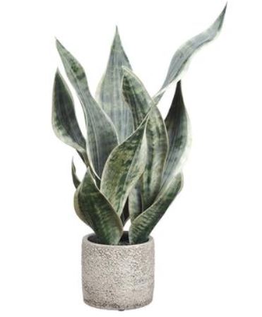 LPS242-GR/GY (30482) - Sansevieria 18" Plant In Pot
