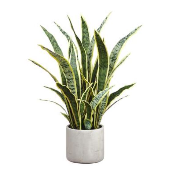 LPS246-VG (32287) - Sansevieria Plant In Cement Pot Variegated Green Cream 30"