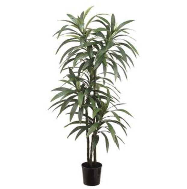 LPY180-GR (28265) - Yucca Plant 6'