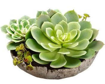 LQS150-GR (27103) - Succul Garden In Cem Pot 6.5"