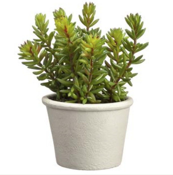 LQS252-GR (29112) - Stone Crop Sedum Pot 7"