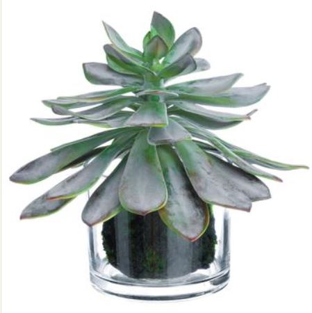 LQS262-GY/BU (25816) - Echeveria In Glass Vase 10"