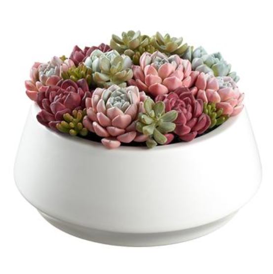 LQS415-GR/PK (31470) - Succulent Garden In Ceramic Pot Gr/Pk 6.25"