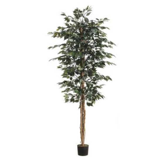 LTF757-GR (28259) - Ficus Tree 7 Ft